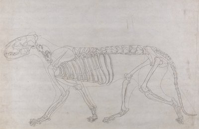 A Comparative Anatomical Exposition of the Structure of the Human Body with That of a Tiger and a Cow by George Stubbs